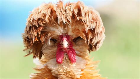 chickens which are used for show and exhibition what they eat in the winter